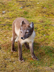 Arctic Fox Cub during the Summer, Gnålodden, Hornsund fjord, Spitzbergen, Svalbard