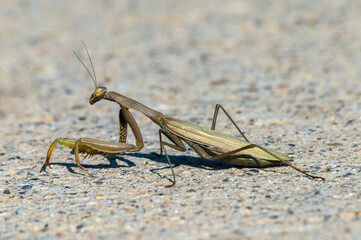 Green praying mantis with bulging eyes walking on the stone ground
