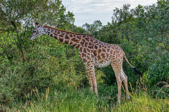 Kenya is a country in East Africa with a coastline on the Indian Ocean.