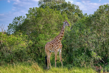 Kenya is a country in East Africa with a coastline on the Indian Ocean.