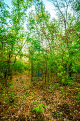 Road in the autumn forest , green trees and orange road . Leaves on the ground . Summer and autumn landscape , vertical landscape . Forest flora , no people in the frame . Yellow forest , old road . 