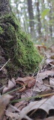 moss on the tree