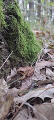 moss in the forest