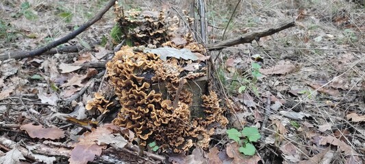 leopard in the forest