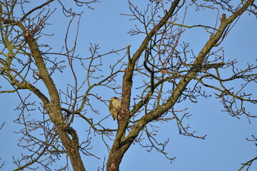 Grünspecht