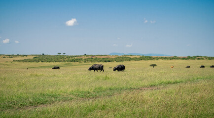 Kenya is a country in East Africa with a coastline on the Indian Ocean.