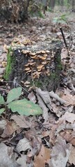 stump in the forest