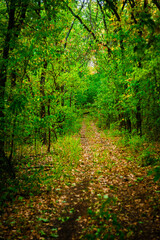 Road in the autumn forest , green trees and orange road . Leaves on the ground . Summer and autumn landscape , vertical landscape . Forest flora , no people in the frame . Yellow forest , old road . 