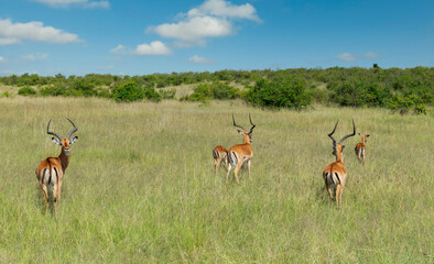 Kenya is a country in East Africa with a coastline on the Indian Ocean.