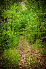 Fototapeta premium Road in the autumn forest , green trees and orange road . Leaves on the ground . Summer and autumn landscape , vertical landscape . Forest flora , no people in the frame . Yellow forest , old road . 