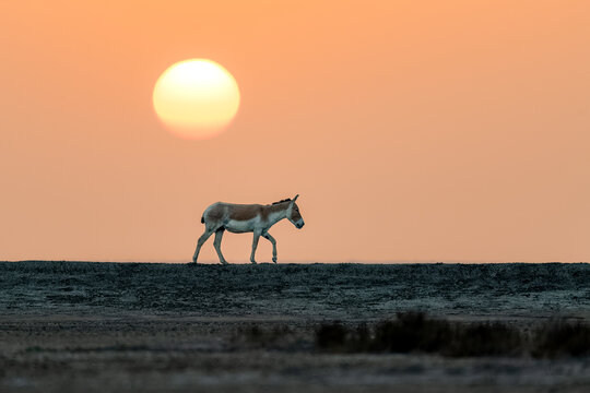 The Indian Wild Ass grazing in the desert at the sunrise. Gujarat's Little Rann of Kutch (LRK) is the only abode for the Indian wild ass, locally called Gudhkhur