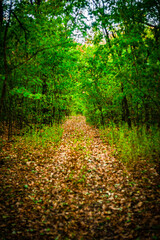 Road in the autumn forest , green trees and orange road . Leaves on the ground . Summer and autumn landscape , vertical landscape . Forest flora , no people in the frame . Yellow forest , old road . 