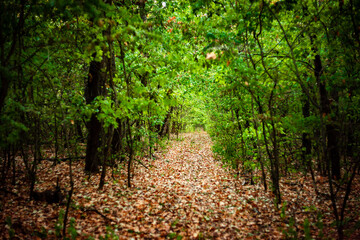 Obraz premium Road in the autumn forest , green trees and orange road . Leaves on the ground . Summer and autumn landscape , vertical landscape . Forest flora , no people in the frame . Yellow forest , old road . 