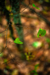 Leaves in forest , autumn leaves . Orange and green colors . Autumn atmosphere , trees and forest . Beautiful macro , woodlands flora . Beautiful macro