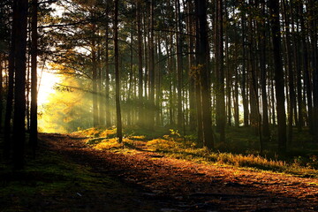 early morning in the forest © Rafa