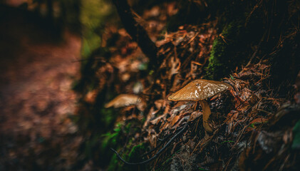 grzybki na spacerze z aparatem © Grzegorz