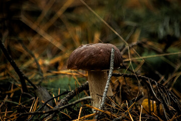 borowik na spacerze z aparatem  © Grzegorz