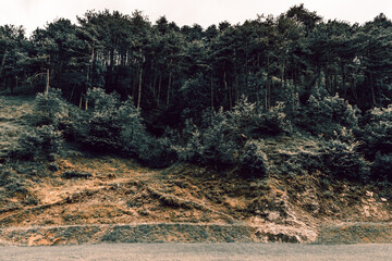 Lush green pine tree forest on mountain side forrest of trees