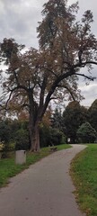 trees in the park