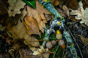 Leaves in forest , autumn leaves . Orange and green colors . Autumn atmosphere , trees and forest . Beautiful macro , woodlands flora . Beautiful macro