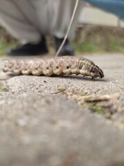 caterpillar in the ground