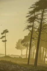 Fototapeta premium Herbst wind am Meer Schweden 