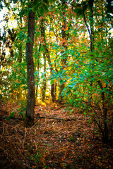 Beautiful autumn forest at the morning , autumn colors like orange and yellow, trees with leaves , woodlands in wild . Beautiful season fall . Landscape in forest , vertical picture