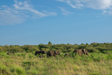 Kenya is a country in East Africa with a coastline on the Indian Ocean.