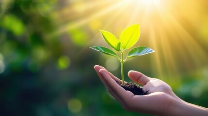 A hand gently holding a small green plant against a bright, natural landscape, illustrating environmental care and sustainability