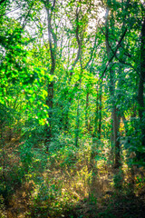 Green beautiful forest with day lights,green leaves on trees , landscape photography in the forest , summer morning in the woodlands.Landscape in Ukraine .Wild places ,maple and oak trees 