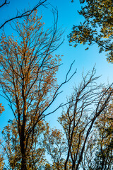 Beautiful autumn forest at the morning , autumn colors like orange and yellow, trees with leaves , woodlands in wild . Beautiful season fall . Landscape in forest , vertical picture