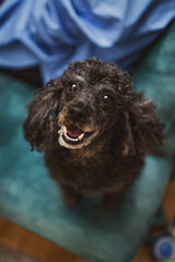 Cute black poodle dog is sitting on the sofa.