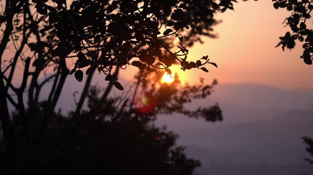 Beautiful Sunset, silhouetted against the warm hues of a setting sun and closeup leaves of a plant