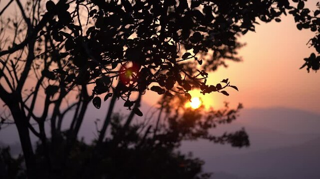 Beautiful Sunset, silhouetted against the warm hues of a setting sun and closeup leaves of a plant