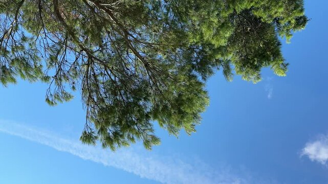 Branches of pine tree against blue sky.