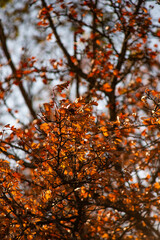 Autumn forest landscape at the morning , yellow and orange colors.Beautiful forest at morning colors.Sun in the sky,blue sky.Fallen and fired trees in woodlands , leaves on trees in orange colors. 