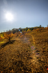 Autumn forest landscape at the morning , yellow and orange colors.Beautiful forest at morning colors.Sun in the sky,blue sky.Fallen and fired trees in woodlands , leaves on trees in orange colors. 