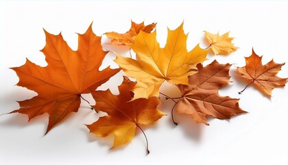 Fototapeta premium autumn falling maple leaves isolated on white background