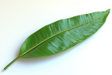 Obraz premium A leafy green leaf with a yellow stripe