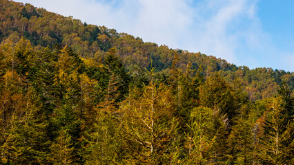 紅葉に染まる山　日本　長野