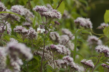 Valerian growing in a hedge bank on a summers day