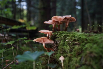 Pilze in einem Wald in Eberbach im Odenwald