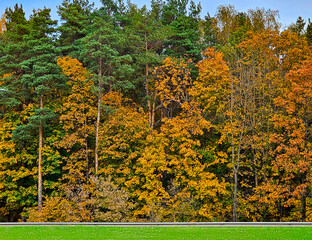 Forest with mixed tree types with yellowing foliage in early autumn and still green lawn.  Autumn landscape in natural environment.