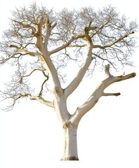 Fototapeta premium Tree side view isolated on white background used in landscape and architecture layout drawings.