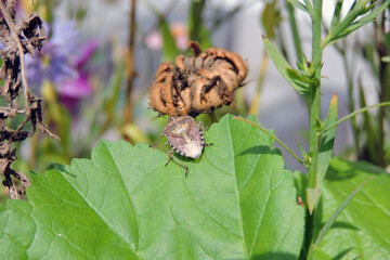 A sloe bug on a common mallow green leaf