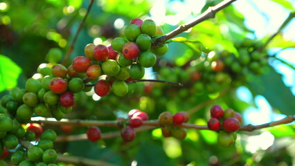 Close-up view of ripening coffee berries on branches amidst green foliage, natural beauty and growth stages of coffee beans, for agricultural or caffeine themes. Agriculture and Caffeine.