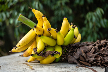 Cluster of bananas in the middle of an organic and sustainable field