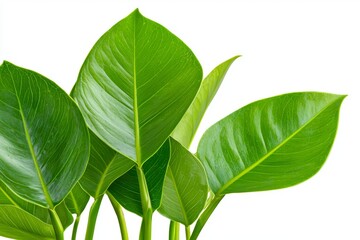 Obraz premium A branch of flowers, a summer painted frame, and a photo art, png image for tree branch flower photo overlays