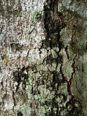 Bark texture of a tree showcasing intricate patterns in rich brown tones, highlighting the rough surface and natural beauty of wood in a close-up view