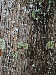 Fototapeta premium Bark texture of a tree showcasing intricate patterns in rich brown tones, highlighting the rough surface and natural beauty of wood in a close-up view